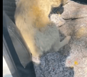 T1405016 Rescue little abandoned dog who is not very well part2