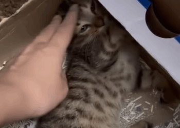 T0106001 Rescued a kitten trapped in a storm drain rescuecat fyp foryoupag