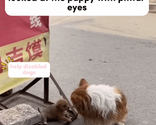 T0106020 Help the disabled dog so poor fyp dogs helpanimals loveanimals part2