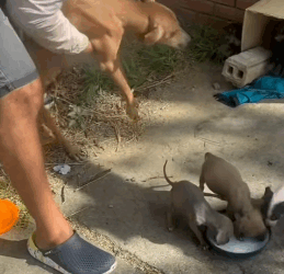 T1405019 Rescue Animals part2