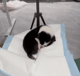 T0305009 From an abandoned dog, now I have a home, a family that loves me ❤️ #pet #fyp #xuhuong #trending #dog #dogsoftiktok #petsoftiktok part2