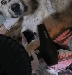 T1405018 Rescue of a dog that was hit and abandoned part2