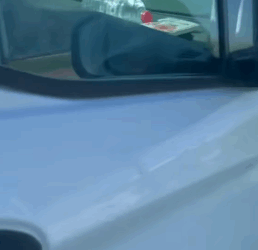 T1405006 Rescue an abandoned dog in the middle of the street part2