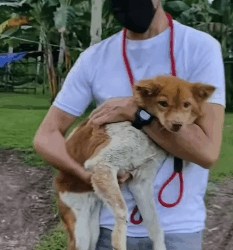 T1405014 Rescue an abandoned dog in serious difficulty and disable part2