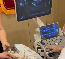 T1405004 Rescue cat part2