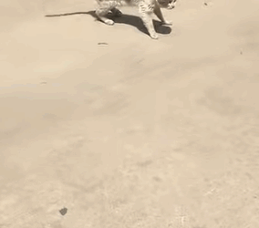 T1405001 Poor stray cat every day I go to work I try to give him a little food part2