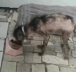 T1405020 Rescue of a dog abandoned in the middle of the street part2