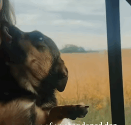 T1405010 Rescue an abandoned dog on the highway part2