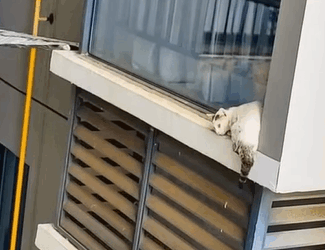 T0305025 Poor cat #cat #trending #xuhuong #fyp #pet part2