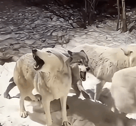 T2705020 wolf pack howled for help at this familys window and then part2