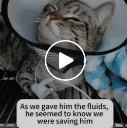 T1006008 rescued wounded cat and will protect you from now on part2