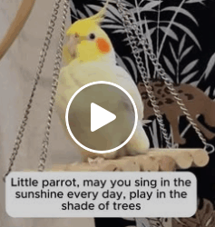 T1006014 saved little parrot who had lost its way part2