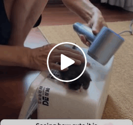 T1006010 Rescue an abandoned stray cat rescue rescuecat cat rescueanimals part2