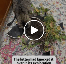 T1006002 Rescued stray cat part2