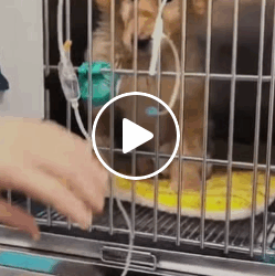 T1006019 Rescue stray dogs rescue cute helpanimals love dog part2