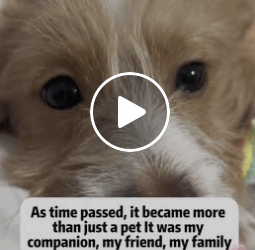 T1006006 Rescued puppy in the snow part2