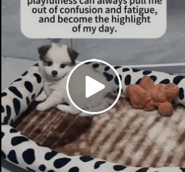 T1006020 Rescue stray dogs rescue cute helpanimals love dog part2