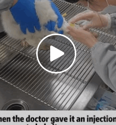 T1006001 Rescued an injured stray cat part2