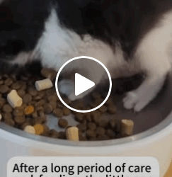 T1006021 rescued cat rescue cute helpanimals love cat catsoftiktok part2