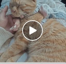 T1006007 Rescue stray cat rescue rescuecat cat rescueanimals animals part2