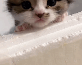 T1006017 Rescue stray cats rescue cute helpanimals love cat catsoftikto part2