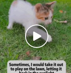 T1006005 Rescued stray cat and adopted it part2