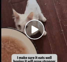 T1006004 Rescued poor stray cat part2