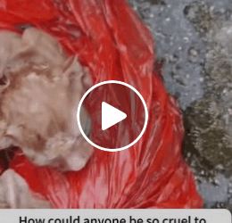 T1006003 Rescue poor cat that fell into the water rescue rescueanimals part2