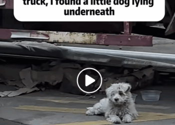 T0106009 Rescue dog part2