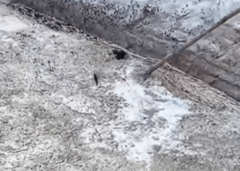 T1006065 Rescue puppy rescue rescueanimals animals animalsoftiktok part 2