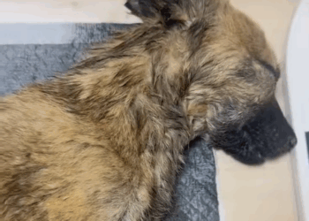 T1507016 What happened animalsoftiktok rescue animals pets for pet part2