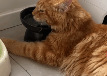 T1107024 Rescue the poor stray cat and document her process of recovering her part2