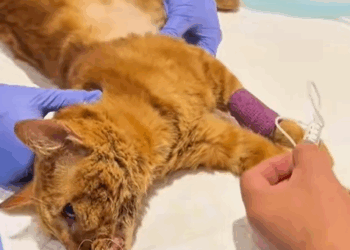 T1507026 help this poor cat AdoptDontShop pets animalslover foru FYP part2