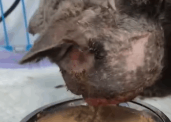 T1107014 Rescue cat with severe facial injuries and document the process of part2