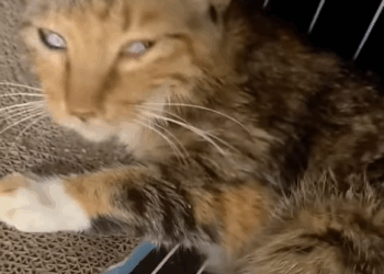 T1507024 help the poor blinds cat AdoptDontShop pet FYP rescueanimals part2