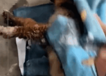 T1107019 The poor dog was frozen stiff in the heavy snow and couldn t take a part2