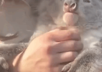 T1507006 Man rescued drowning koala and then animal rescueanimal animallo part2