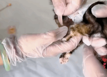 T1107002 The kind girl saved litter eating kitten and took care of her like part2