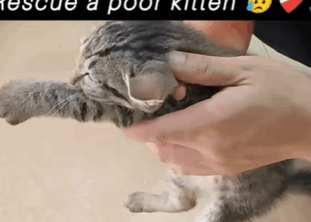 T1507012 Respect rescue animalsoftiktok animals pets for viralvideos part2