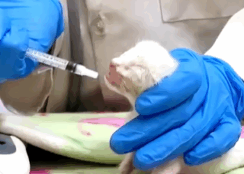 T1107025 Rescued cat with weak breathing animalsoftiktok rescueanimals res part2