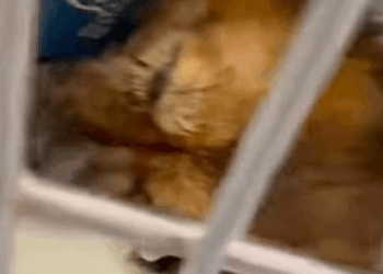 T1507014 Respect animalsoftiktok rescue animals pets for petsoftik part2