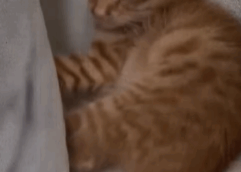 T1107010 found an abandoned cat she was soaked all over and then rescue part2