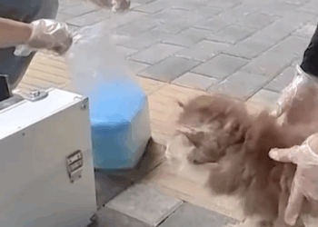 T1107017 Rescue an injured puppy part2