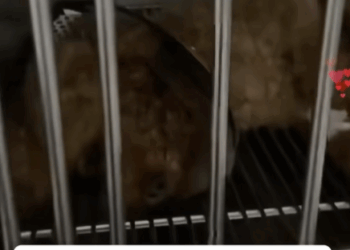 T1107005 The injured puppy was lying on the roadside panting part2