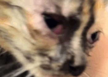 T1107012 stray cat was hiding from the rain under the car part2