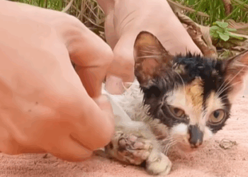 T1107027 The kitten met kind man animalsoftiktok rescueanimals cat fyp part2