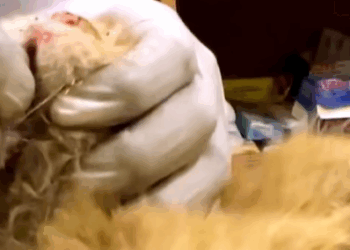 T1107026 rescue kitten on the side of the road animals animalsoftiktok part2