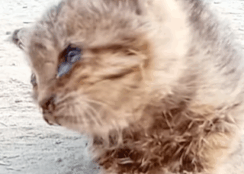 T1107022 Rescue cat wandering on the street animalsoftiktok rescueanimals part2