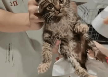 T1107003 Save an injured kitten and bring her home to raise her up kitten part2