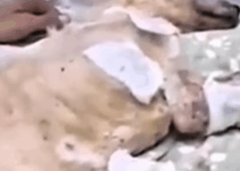 T1107020 The kind boy saved the old dog and gave it home part2